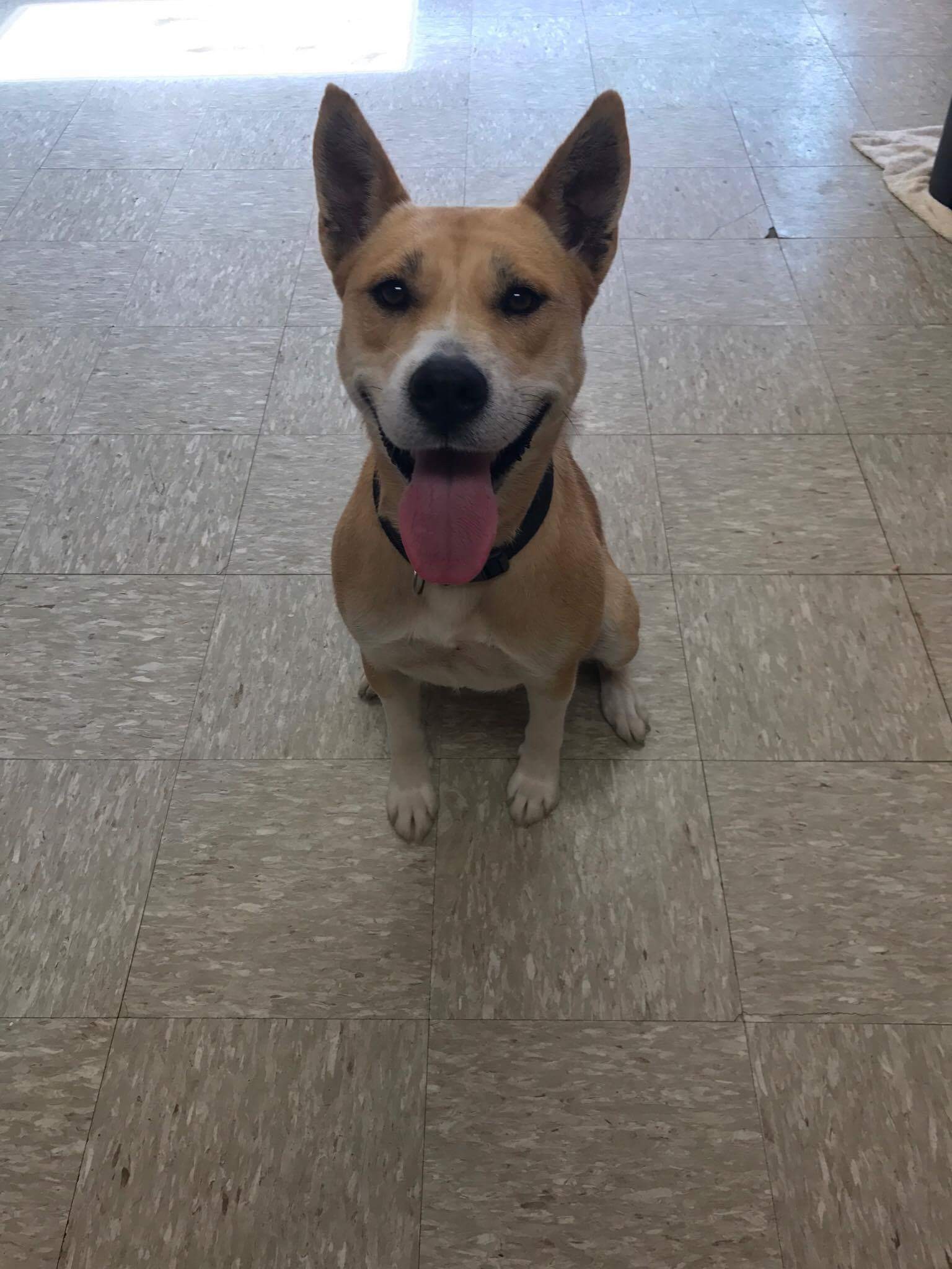 Nashville Tn Shiba Inu Meet Suki A Pet For Adoption