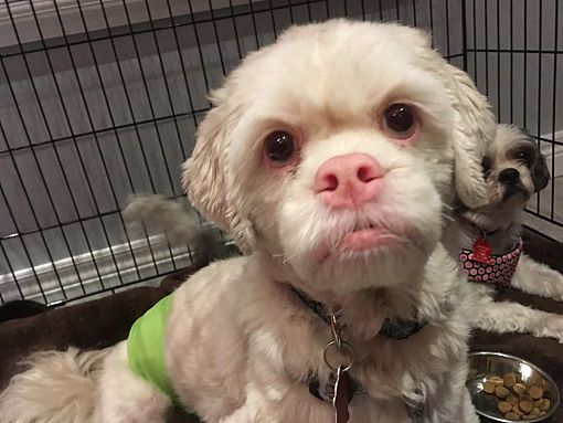 albino shih tzu
