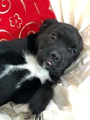Arlington, TX - Labrador Retriever/Terrier (Unknown Type, Small). Meet Miah  a Pet for Adoption 
