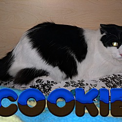 Photo of Cookie - FOSTER