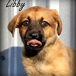Thumbnail photo of Libby~adopted! #2