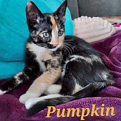Photo of Pumpkin (ADOPTED)