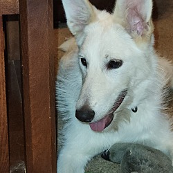 Photo of Magnolia