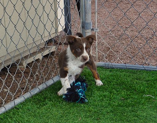 Apache Junction Az Border Collie Australian Shepherd Meet Annies A