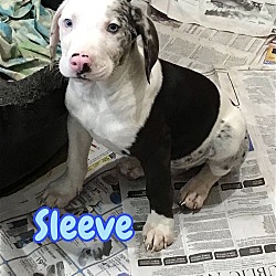 Photo of ADOPTED! Sleeve