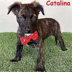 Photo of Catalina