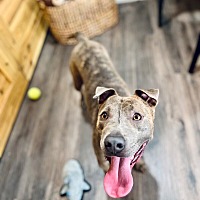 adopt a pet