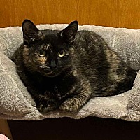 adopt-pet