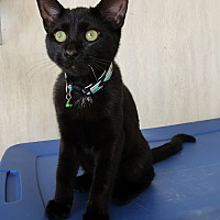 adopt a pet
