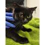 BEANIE - Domestic Shorthair available for adoption