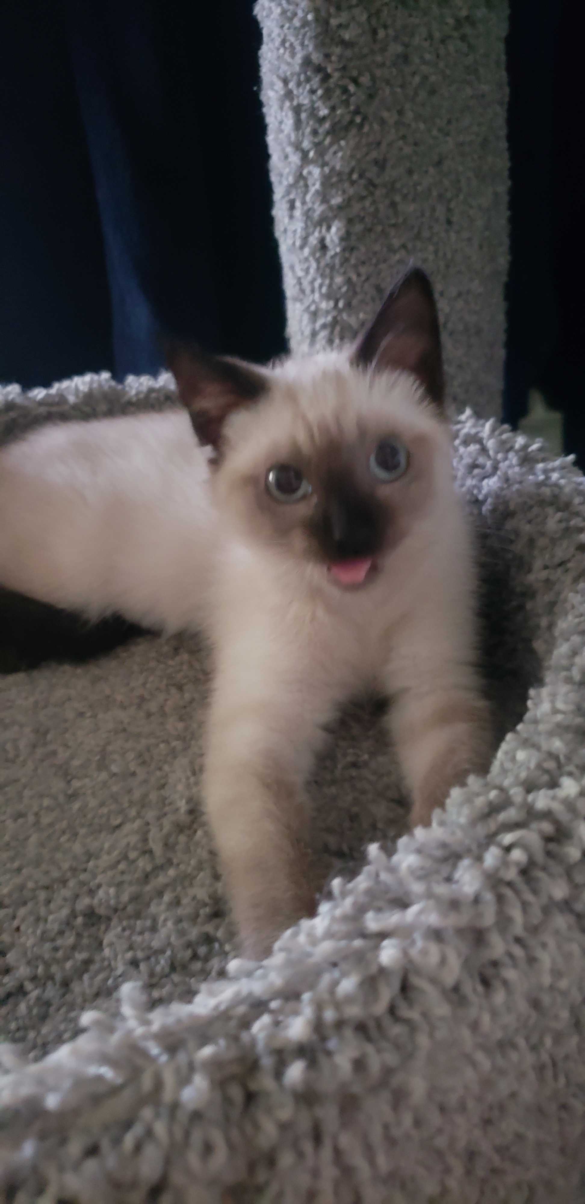 Adopt Zion A Gray Or Blue Siamese (short Coat) Cat In ...