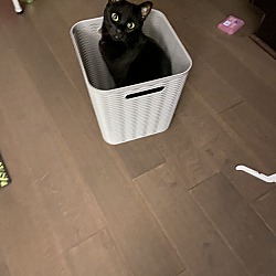 Photo of Sombra