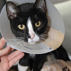 Thumbnail photo of Gothel (Spayed/Combo Tested) #4