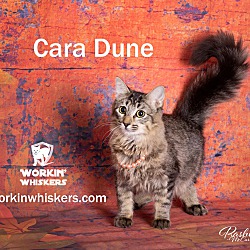 Thumbnail photo of CARA DUNE #1