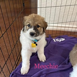 Photo of Meechie