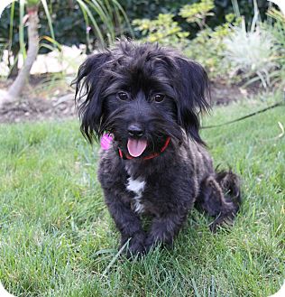 scottie poodle mix