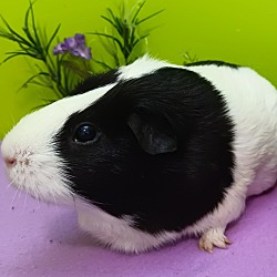 Photo of Bunn (fostered in Omaha)