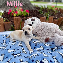 Thumbnail photo of MILLIE #2