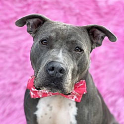 Photo of Stylish Russell-ADOPT Me!