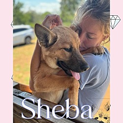 Thumbnail photo of Shiba #2