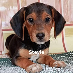 Thumbnail photo of Stevie #1