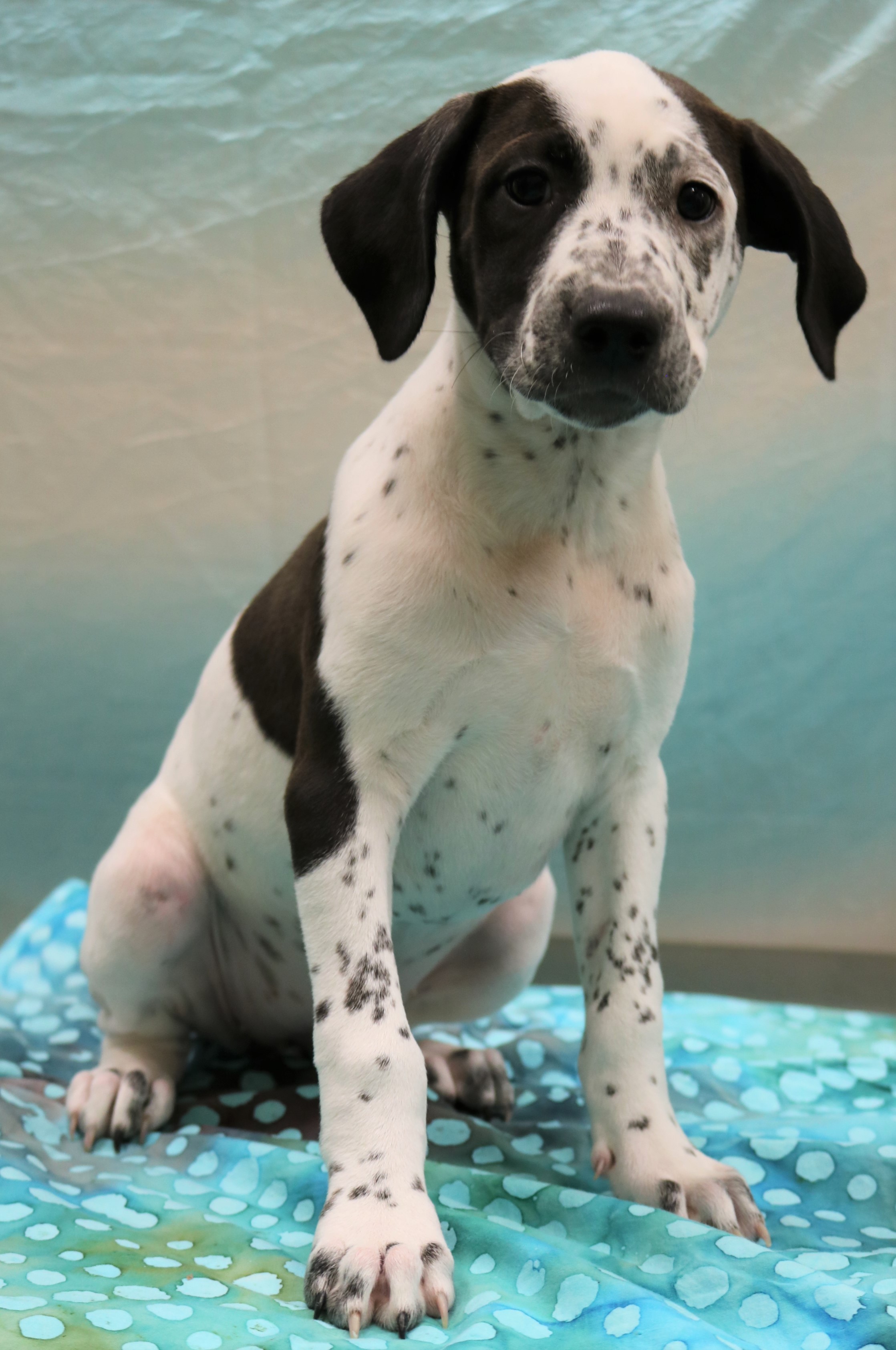 Nashville Tn Dalmatian Meet Tempo A Pet For Adoption Adoptapet Com