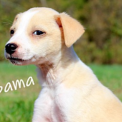 Thumbnail photo of Bama~adopted! #2