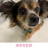Photo of RAVEN, SPECIAL NEEDS