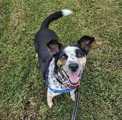 Sheboygan, WI - Australian Cattle Dog. Meet Sweetie a Pet for Adoption ...