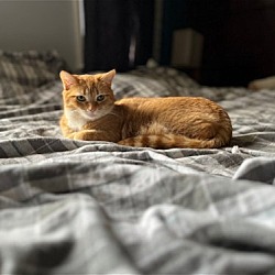 Photo of Ginger - Adoption Special
