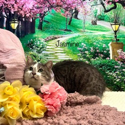 Photo of Jasmine