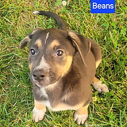 Thumbnail photo of Beans #2