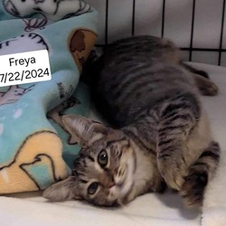 Thumbnail photo of Freya #1