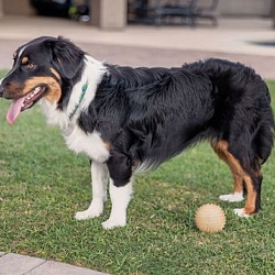 Thumbnail photo of LILY Mini Aussie #2