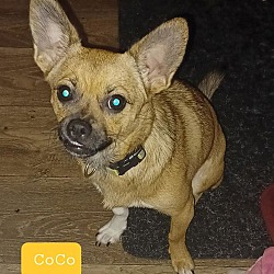 Thumbnail photo of CoCo #3