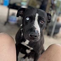 adopt a pet