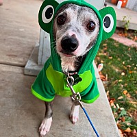 adopt a pet