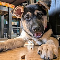 adopt a pet