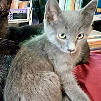 adopt a pet