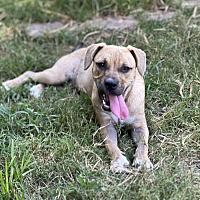 adopt a pet