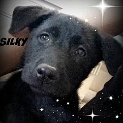 Thumbnail photo of Silky-pending adoption #1