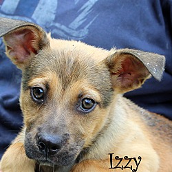 Thumbnail photo of Izzy~adopted! #2