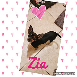 Photo of Zia