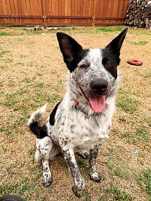 Los Angeles, CA - Blue Heeler/Australian Cattle Dog. Meet Ace a Pet for ...