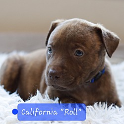 Thumbnail photo of California (Cali) Roll the She #4