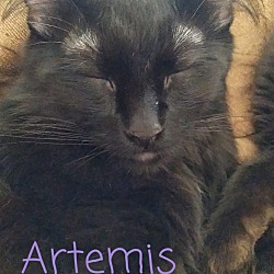 Thumbnail photo of Artemis #1