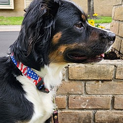 Photo of Scout