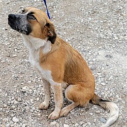 Photo of Daisy