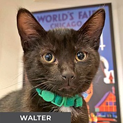 Thumbnail photo of Walter #1