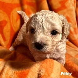 Thumbnail photo of Petey #1